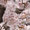 桜の彩り