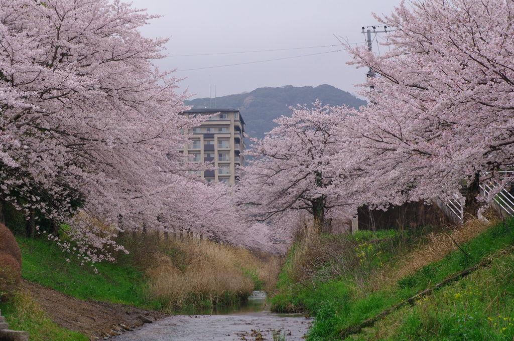 雨上がりの河原の桜