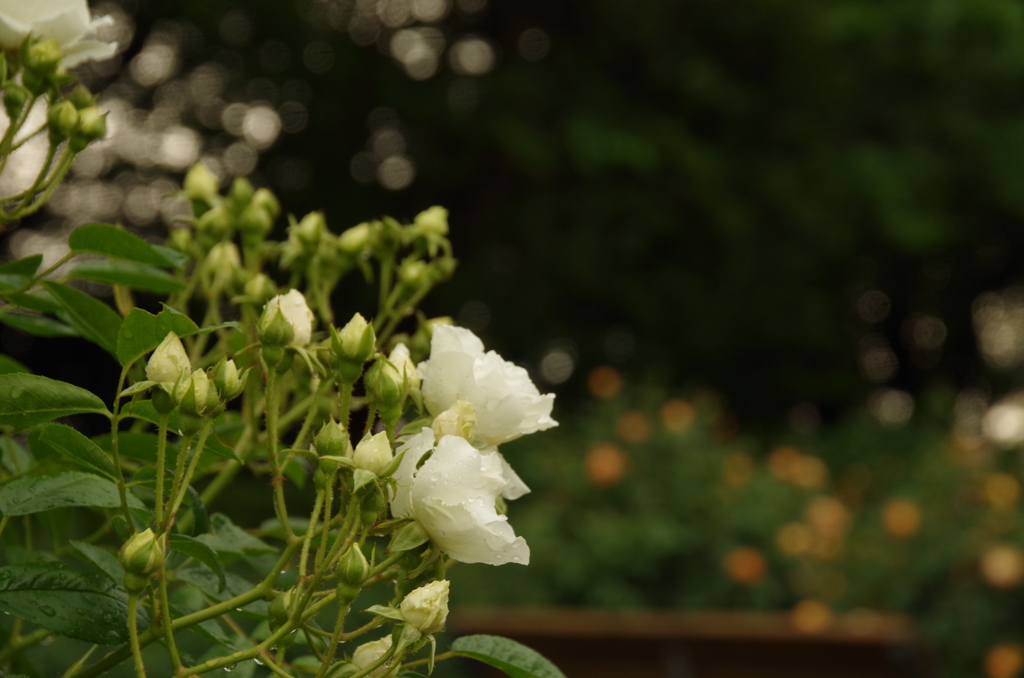 雨の花壇