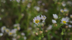 花の香に誘われて