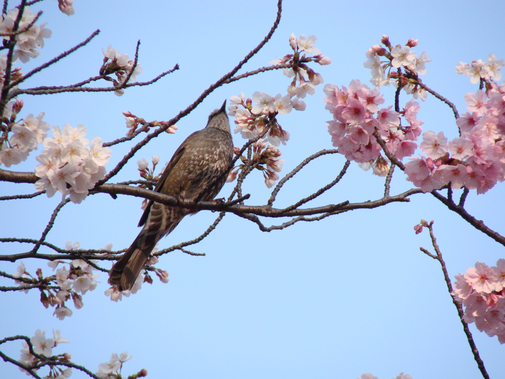 桜の誘い