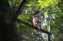 安眠妨害につき…