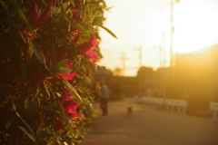 夕焼け空と散歩道