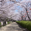 桜の花道