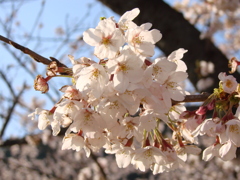 夕焼け桜