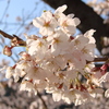 夕焼け桜