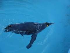 水面のペンギン
