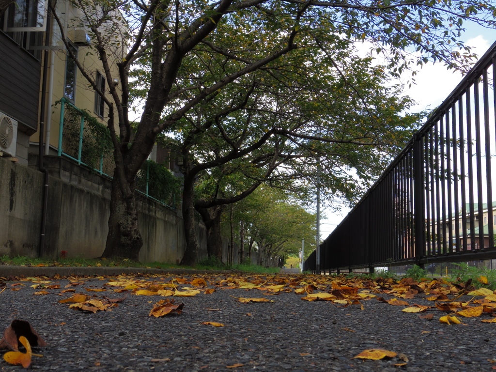 落ち葉舞う散歩道