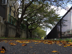 落ち葉舞う散歩道