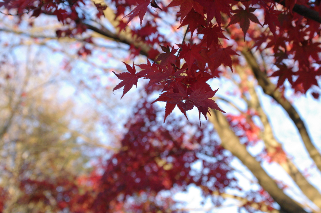 12月の真紅