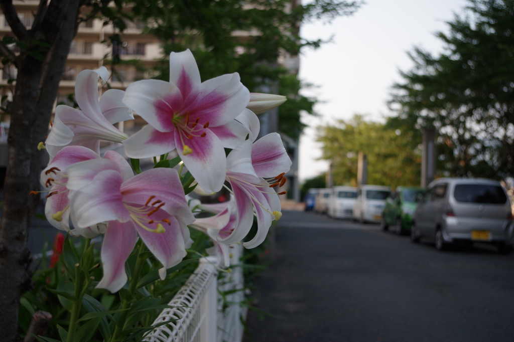 花壇からの主張
