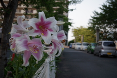 花壇からの主張