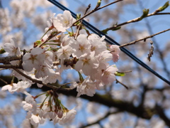 桜の彩り