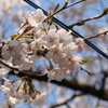 桜の彩り
