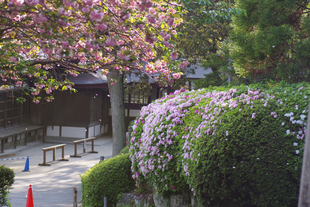 桜舞い散る社の小径