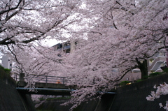 街の桜スポット