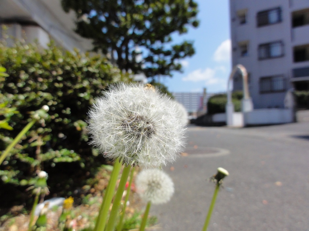 綿毛ふわり