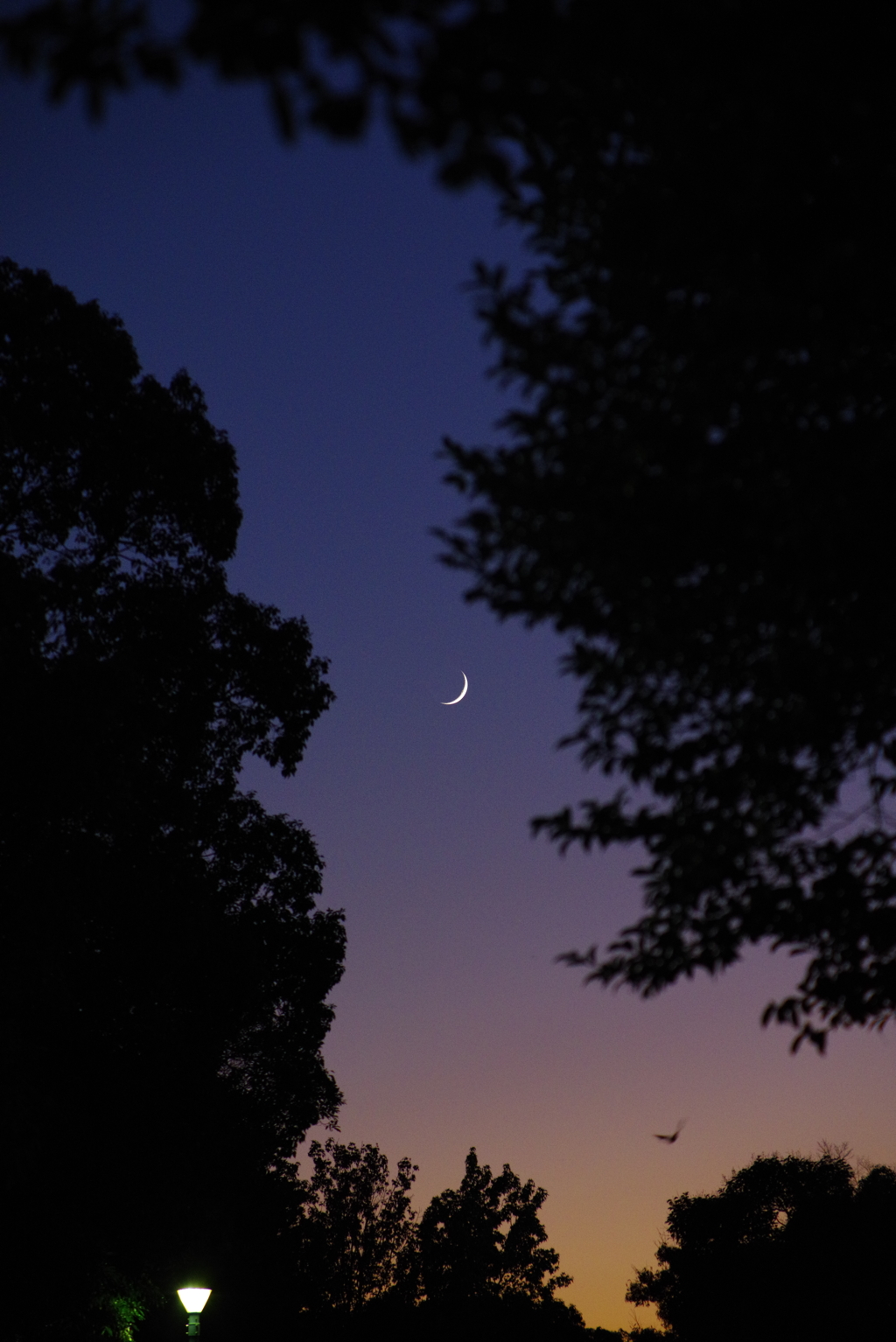 宵闇を見上げれば