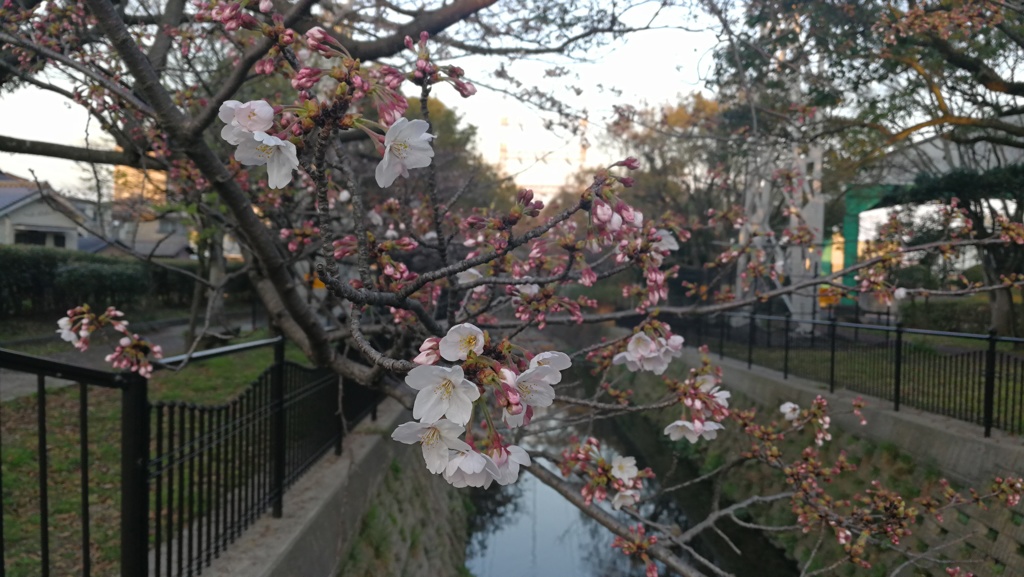 水路の彩り