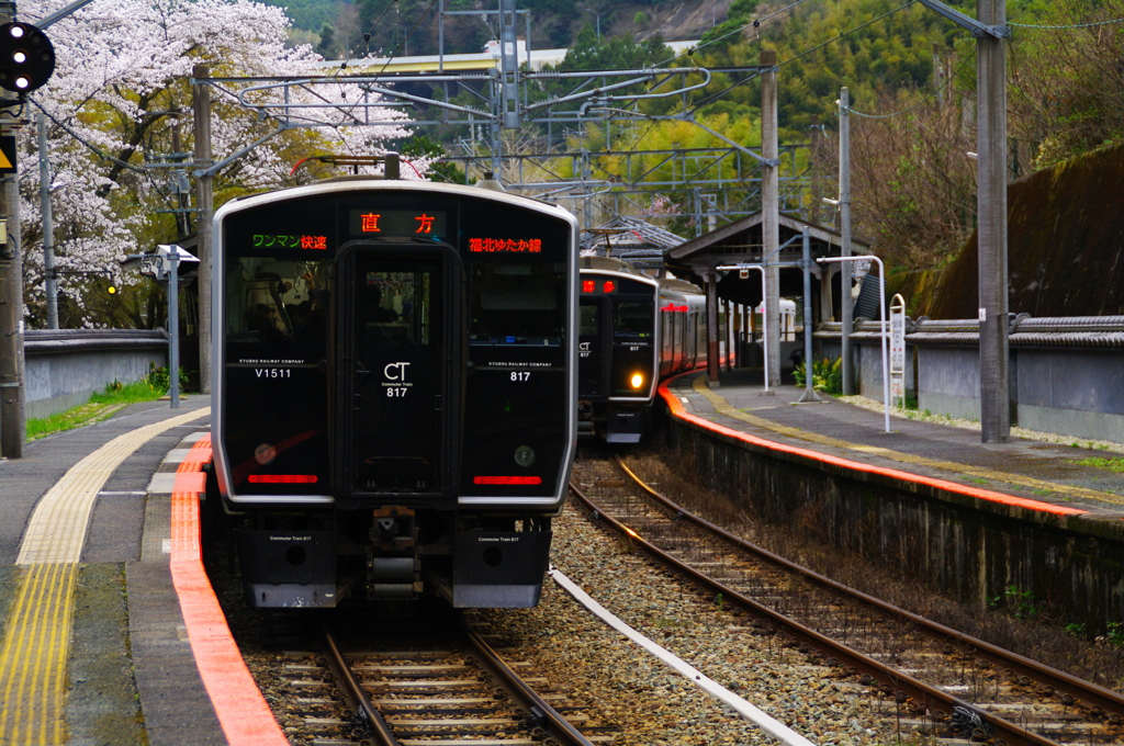 桜を巡る旅路