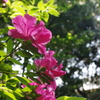 初夏の小径