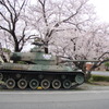 61式戦車と桜