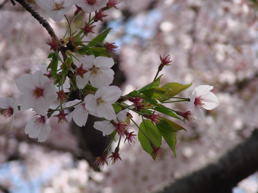 桜の若葉