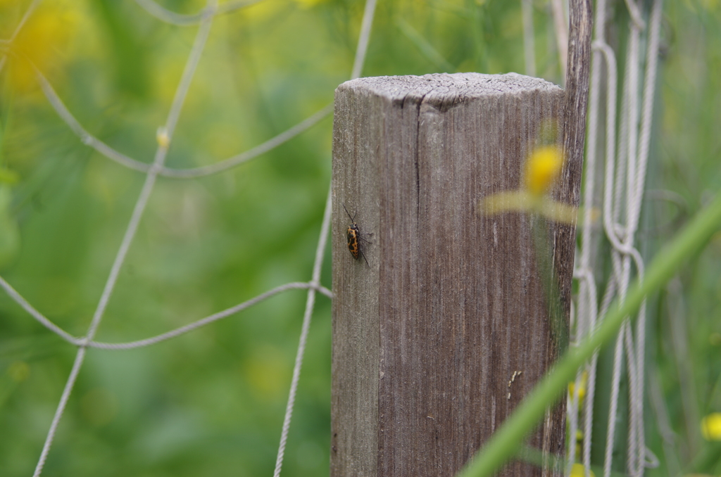 春風に誘われて