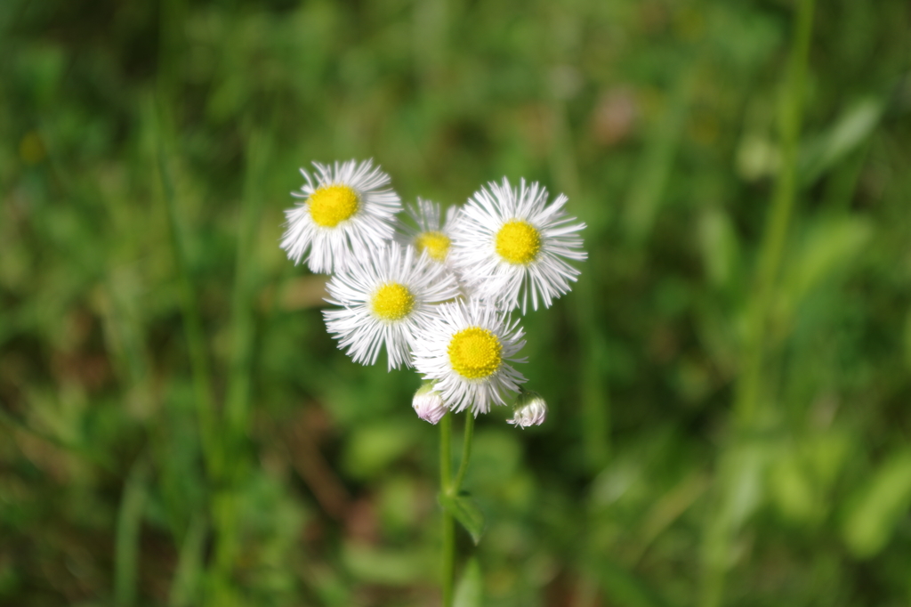道ばたの小さな彩り