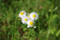 道ばたの小さな彩り