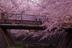 映える夜桜