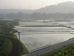 眼下の水田