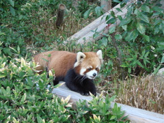 レッサーパンダ