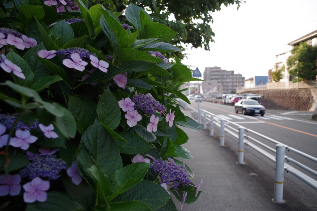 梅雨の家路に