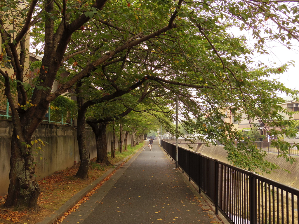 散歩道