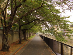 散歩道