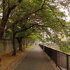 散歩道