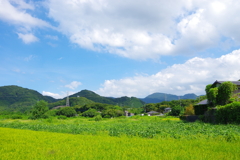 里の日和