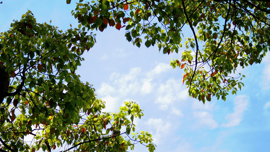 春のコントラスト