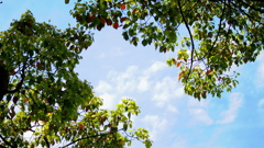 春のコントラスト