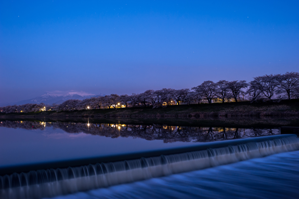 夜桜散歩