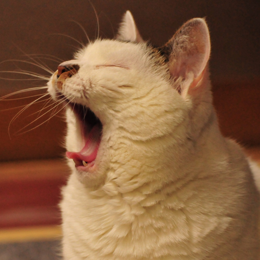 夜更かし猫