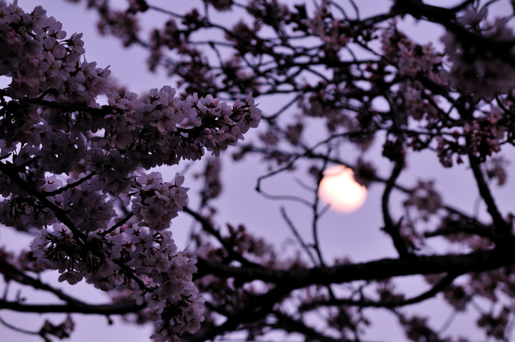 月見桜