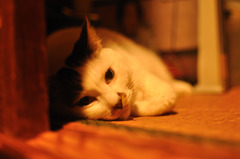 愛猫