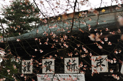 四季桜