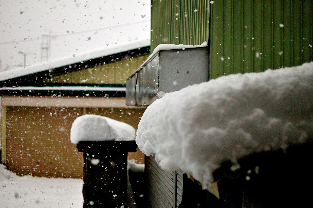 わた雪。