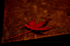 紅葉納め