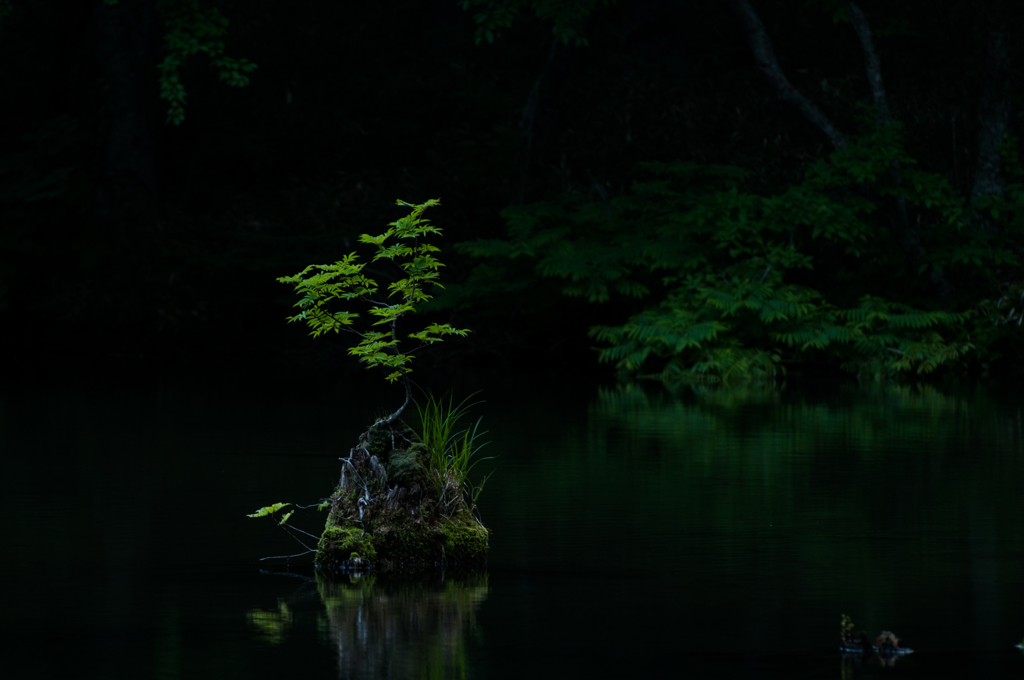 静寂のトキ