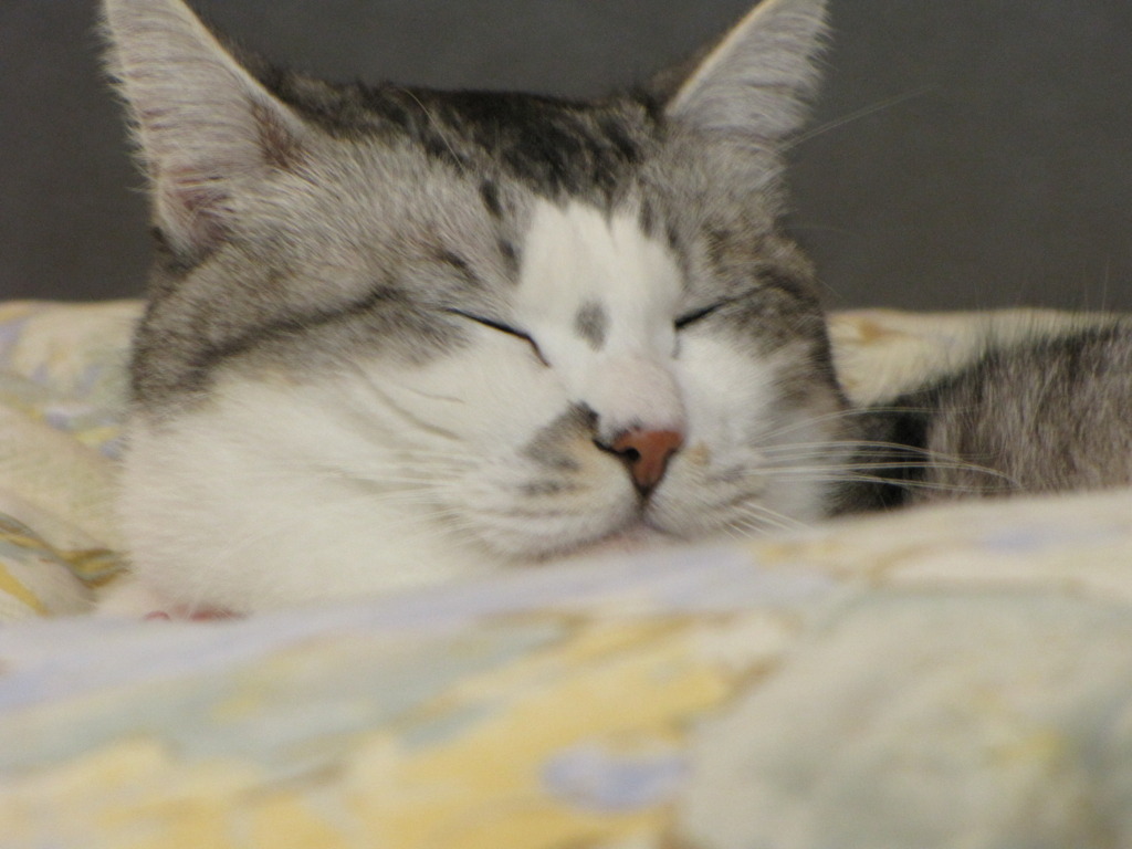 猫だけど