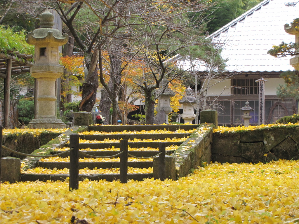 銀杏